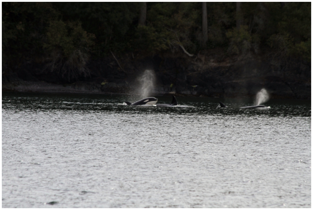 03 - Wales (6) - Orques.JPG